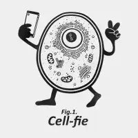 Cell-fie - design