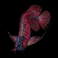 arapaima scribble art - design