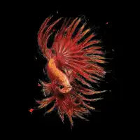 betta fish scribble art - design