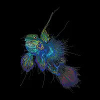 neon fish scribble art - design