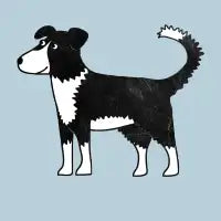 Border Collie Sheep Dog - design