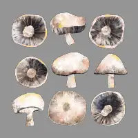 Possibly Poisonous Mushrooms - design
