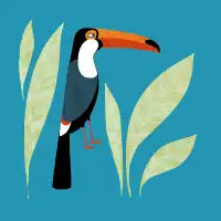 Toucan - design