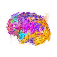 Brain - design