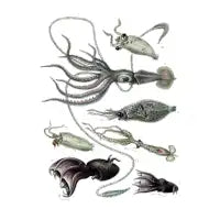 Assorted Squids - design