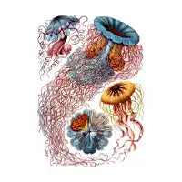 Jelly Party - design