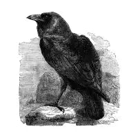 The Raven - design
