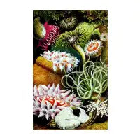 Tide Pool Garden - design