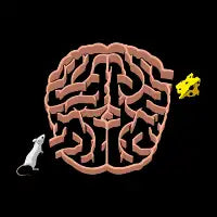 Brain maze - design