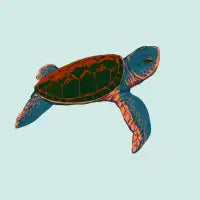 Cute turtle - design
