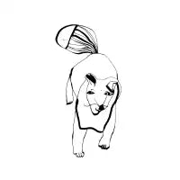 Foxie - design