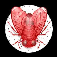 Heartfly - design