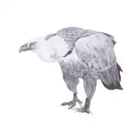 Eagle Sketch - design
