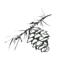 Pine Cone - design
