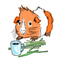 Black coffee Guinea pig - design