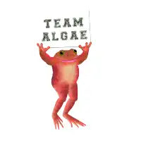 Team Algae - design