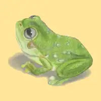 Little Froggie - design