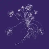 March Violet - design