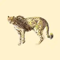Cheetah - design