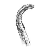 Cobra - design