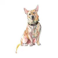 Colourful Pup - design
