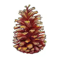 Pinecone - design