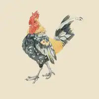 Rooster - design