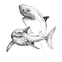 Sharks - design
