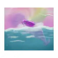 Narwhal - design