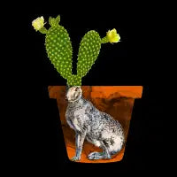 Jackrabbit - design