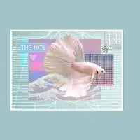 Fish, Aesthetic - design