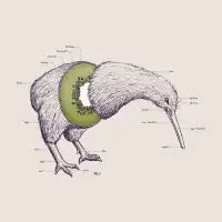 Kiwi Anatomy - design