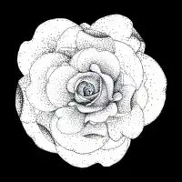 Black and White Rose - design