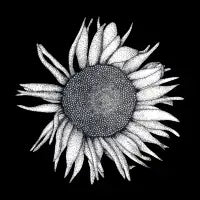 Black Sunflower - design
