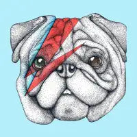 Musician Pug - design