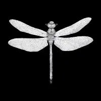 Dragonfly - design