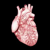 Human Heart - design