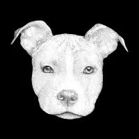 Pitbull - design