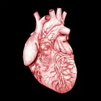 Anatomical Heart - design