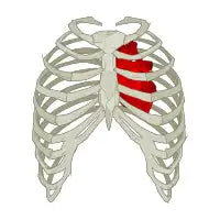 Rib Cage - design