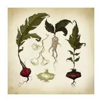 Vegetables - design