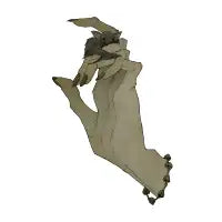 Witch's Familiar - design