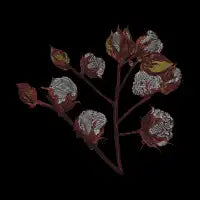 Cotton - design