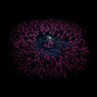 The Rush - design