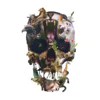 Kingdom - design