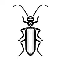 Caudillian Fly - design
