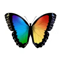 Rainbowfly - design