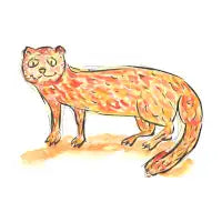 Smiling mongoose - design