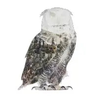Owl - design