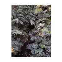 november foliage - design